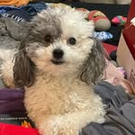 Benson Lewis - @benson_lewis_themaltipoo - Instagram