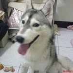 Ben Son - @benson.lingo - Instagram