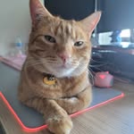 benson lui - @bensongoku - Instagram