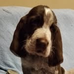 Benson Murphy Bailey - @good_boy_benson - Instagram