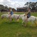 Benson Park FARM STAY - Facebook