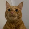 Benson Pearson - @bensonpearson - TikTok