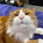 Benson Pearson - @murpheos - Instagram