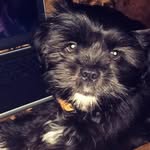 Benson Richards - @shihtzu_benson - Instagram