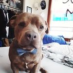 Benson Rodriguez - @benny_the_bully_boy - Instagram