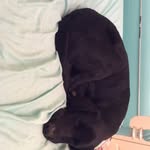Benson Rogers - @bensonthedoggo - Instagram