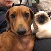 Benson and Stanley - @bensonandstanley - TikTok