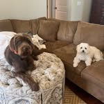 Sully and Benson Sullivan 🐶 - @sullyandbenson - Instagram