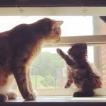 TheKittyCatBunch - @bensonsullivanpenelope - Instagram