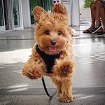Benson Toy Cavoodle - @benson_toycavoodle - Instagram
