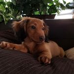Benson Henry-Wheeler - @benson_the_wiener - Instagram
