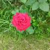Benson William - @benson.william92 - TikTok