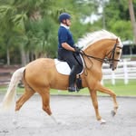 Bent Jensen - @bentjensendressage - Instagram