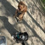 Bentley & Schmidt 🐾 - @bentley.n.schmidt - Instagram