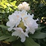 Bente Pedersen - @bentevalstedped - Instagram