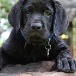 Bentley Baker - @bentleythelabrador - Instagram
