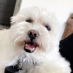 bentley baker - @rollingupinmybentley - Instagram