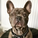 Bentley Blue Baker - @bluebentley_frenchie - Instagram