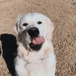 chicken boi - @bentley_baker_fanpage - Instagram