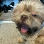 Bentley <3 - @bentley_beavers - Instagram
