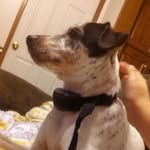 Bentley Moonshine Beaver Rivas - @bentleythehuntingdog - Instagram