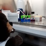 Bentley the Beaver - @bentleybeaver2024 - Instagram