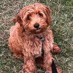@realbentleybeaver - Instagram