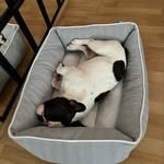 Bentley - @bentley.black.pied - Instagram