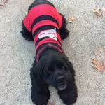 Bentley - @bentley_blackwell - Instagram