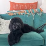 Bentley - @bentley_blackdoodle - Instagram