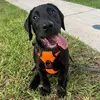 BENTLEY 🐾 - @bentley_the_black_lab - TikTok