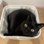 Bentley - kot brytyjski krótkowłosy - @bentley_black_british_cat - Instagram