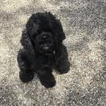 @bentley_black - Instagram