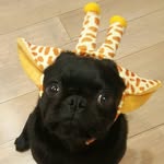 Bentley Black - @bentley_the_black_pug - Instagram