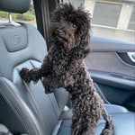 Bentley Black - @_bentleyblackpoodle - Instagram