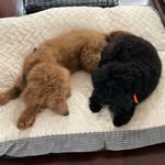 @bentley_black_poodle - Instagram