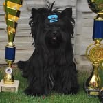Bentley Black Yorkshire Terrier - @bentley_black.york - Instagram