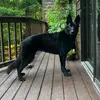 Bentley the Black GSD - @bentleytheblackgsd - TikTok