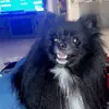 Bentley the Black Pomeranian - @bentleytheblackpom - TikTok