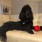Sir Bentley Black Standard Poodle - @poodle_riot - Instagram