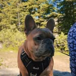 BENTLEY - @bentley.blue_ - Instagram