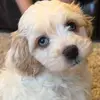 Bentley - @bentleyblueeyes - TikTok