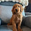 bentley - @bentleybluegoldendoodle - TikTok
