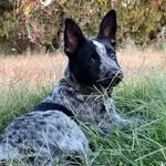 Bentley 🐾🐾 - @_bentley_blue_ - Instagram