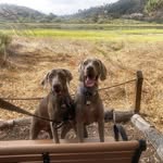 Bentley & Blue - @lifewithweimboys - Instagram