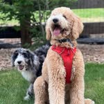 Bentley & Blue 🐶 - @bentleyandblue23 - Instagram