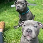 BENTLEY & NELLY🏆🟣 - @bentley.bluestaff - Instagram