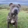Bentley Blue - @bentleybluestaffy - TikTok