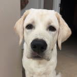 Bentley Blue - @sir.bentleyblue - Instagram