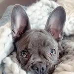 Bentley Blue - @bentley_blue2019 - Instagram